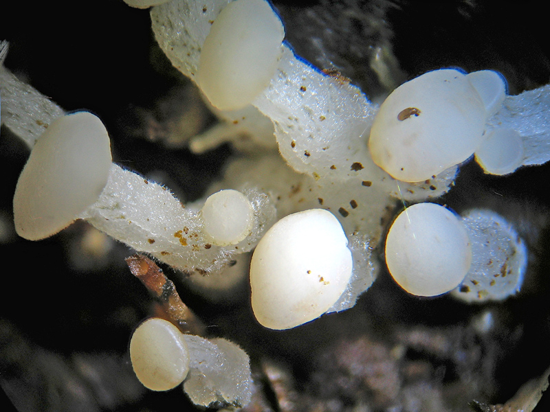 Cudoniella aciculare